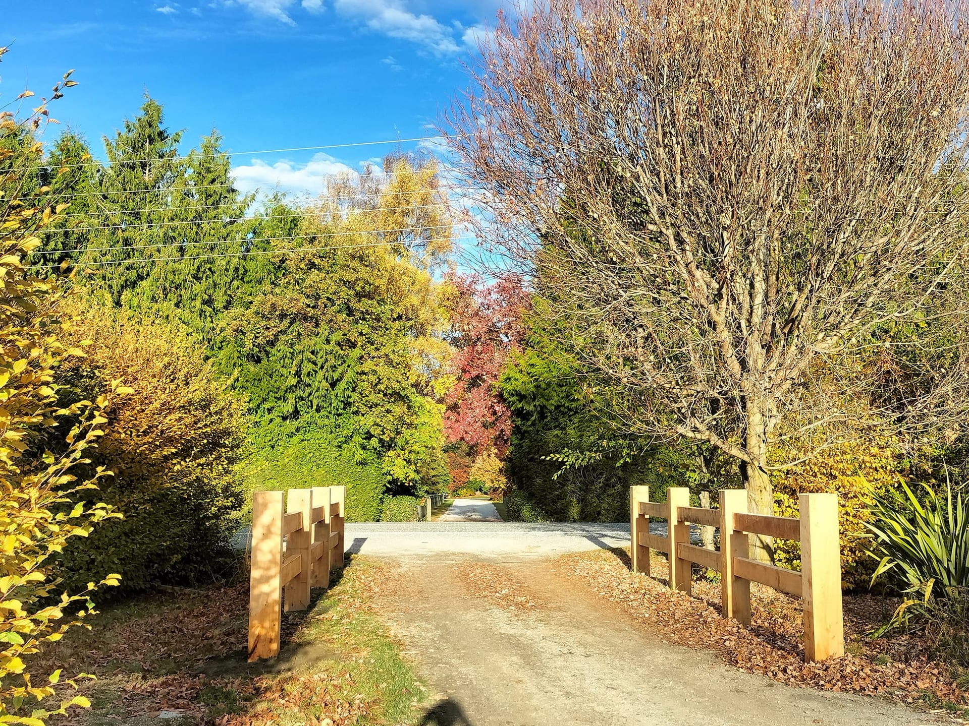 Macrocarpa driveway entrance framed by golden autumn trees under blue sky, Arrowtown